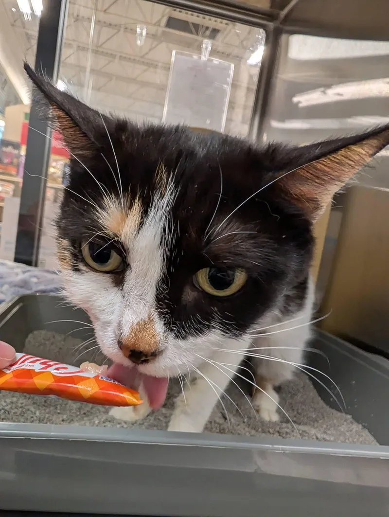 A young medium-sized female Calico Domestic Short Hair cat named Juniper for adoption in Chandler, AZ