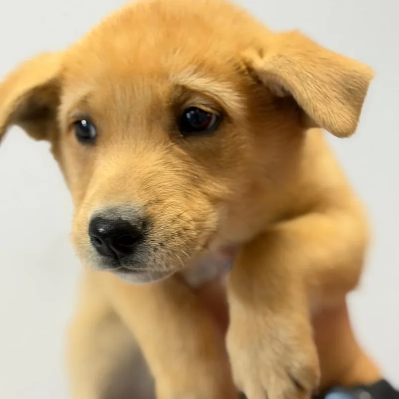 Cookie thumbnail 2
