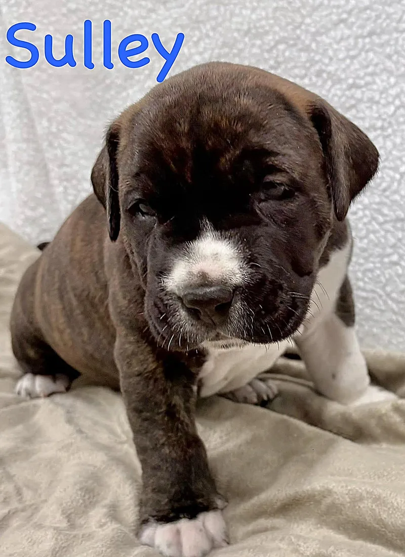 A baby large-sized male Brindle Staffordshire Bull Terrier dog named Sulley for adoption in Aurora, NE