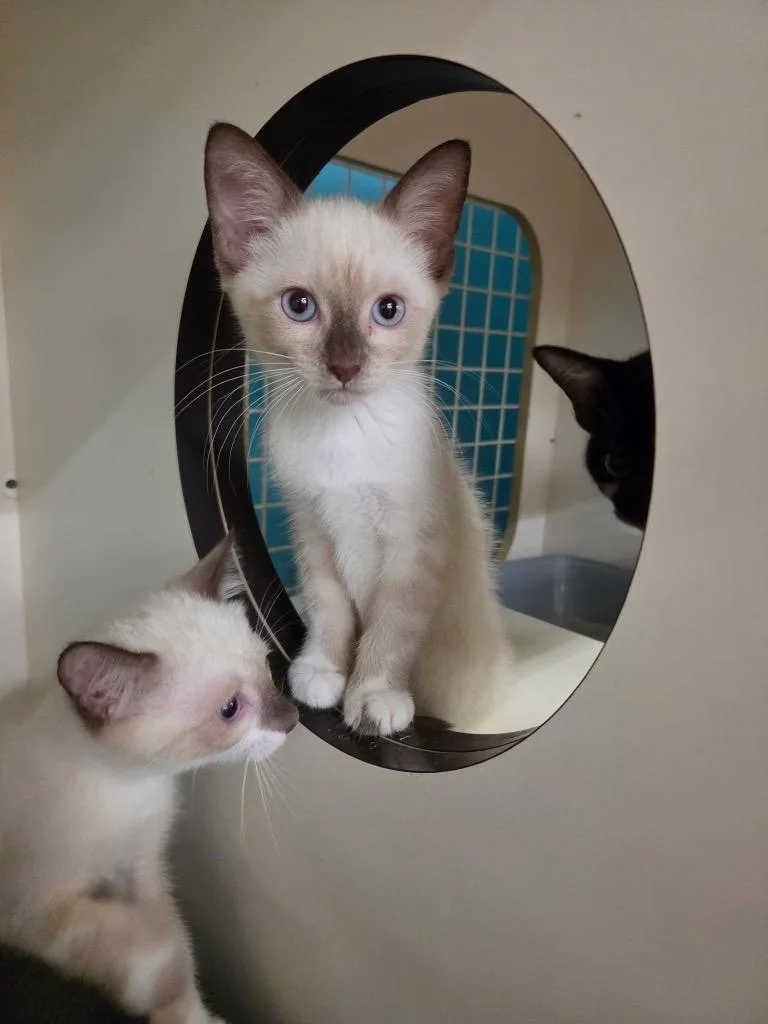 A baby medium-sized male Domestic Short Hair cat named Huckleberry for adoption in Tampa, FL