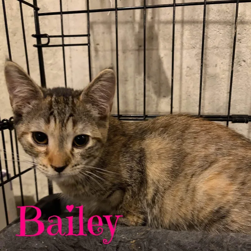 A baby medium-sized female Dilute Tortoiseshell Domestic Short Hair cat named Bailey for adoption in Schnecksville, PA