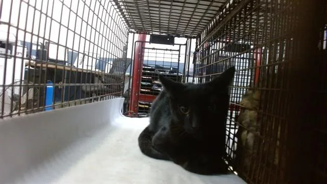 A baby small-sized male Domestic Short Hair cat named Junior for adoption in Miami, FL