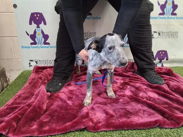 A baby small-sized male Australian Cattle Dog / Blue Heeler dog named Bandit for adoption in Orlando, FL