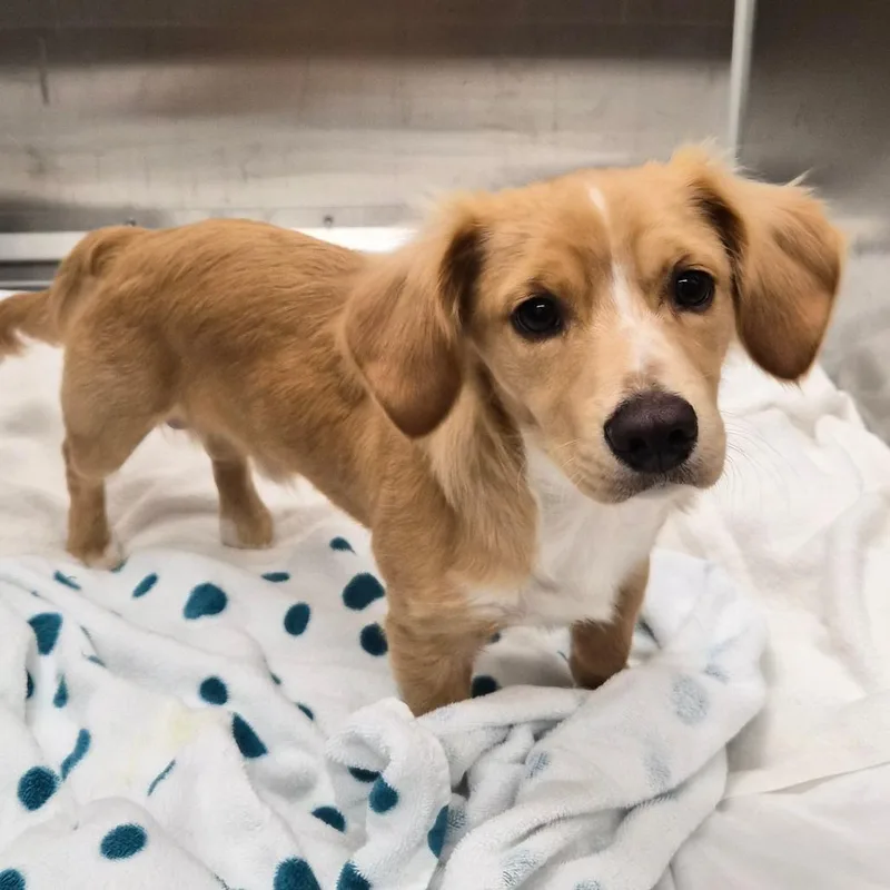 Alfredo