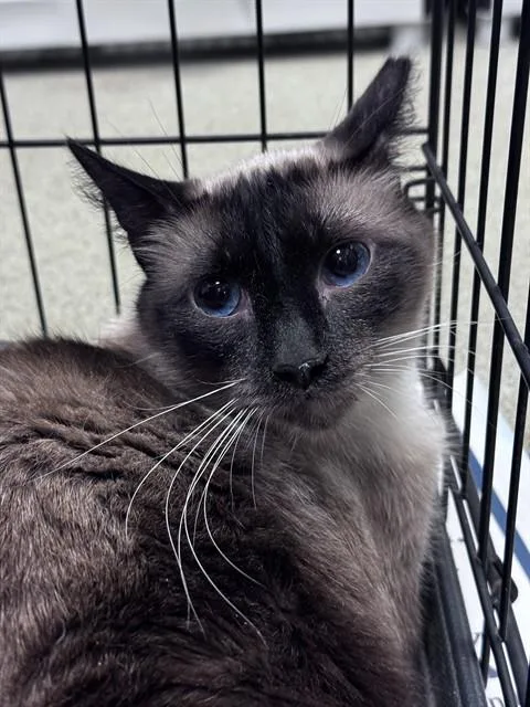 An adult small-sized male Domestic Short Hair cat named Rajah for adoption in Oklahoma City, OK