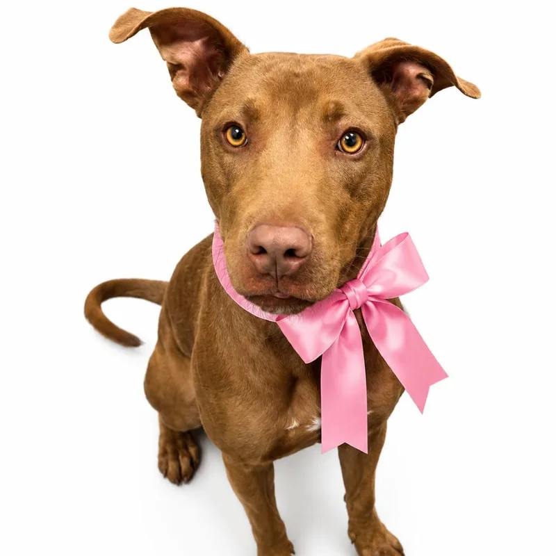 An adult medium-sized female Brown / Chocolate Mixed Breed dog named Pickle for adoption in Columbiana, AL
