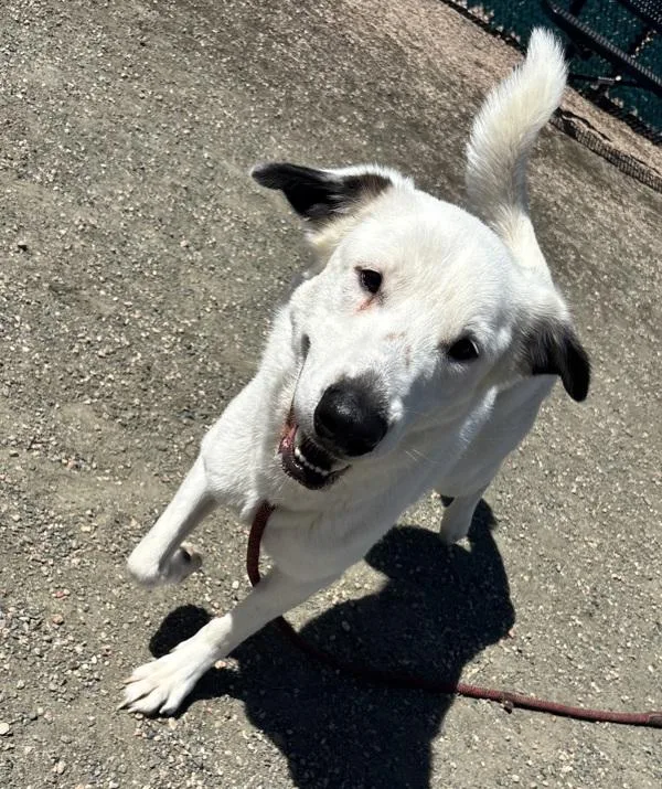 An adult medium-sized female Border Collie dog named Stevie for adoption in Golden, CO