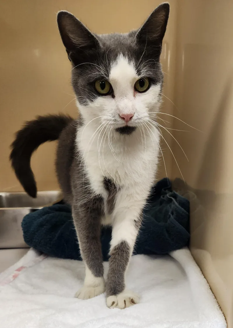 A young medium-sized female Gray & White Domestic Short Hair cat named Aster for adoption in Clayton, NJ