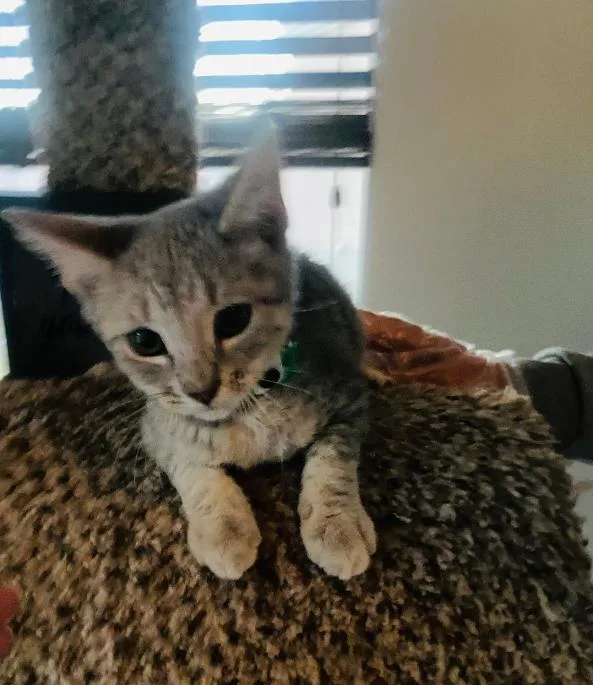 A baby medium-sized male Gray & White Domestic Short Hair cat named Milo for adoption in Las Vegas, NV