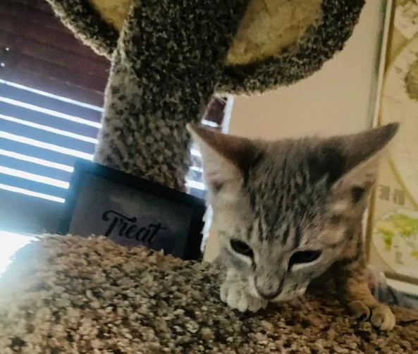 Milo thumbnail 2