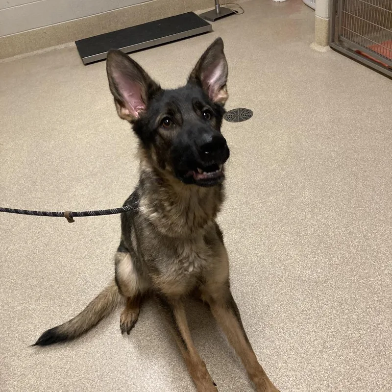 An adult large-sized female Brown / Chocolate German Shepherd Dog dog named Violet for adoption in Bristol, IN