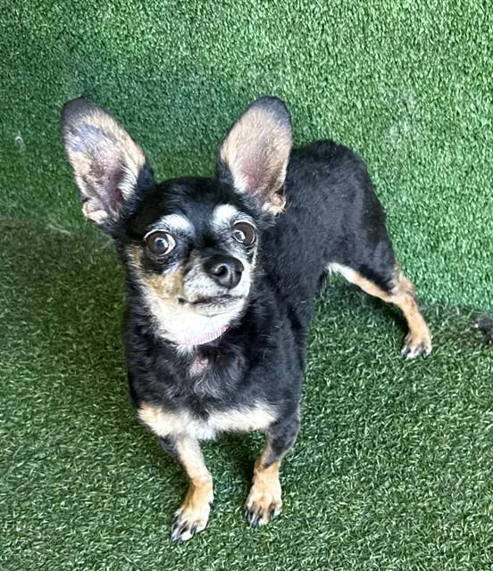 A senior small-sized male Chihuahua dog named Juan Jose for adoption in Lancaster, CA