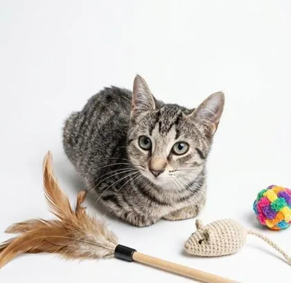 A baby small-sized female Domestic Short Hair cat named Dj for adoption in Cumming, GA