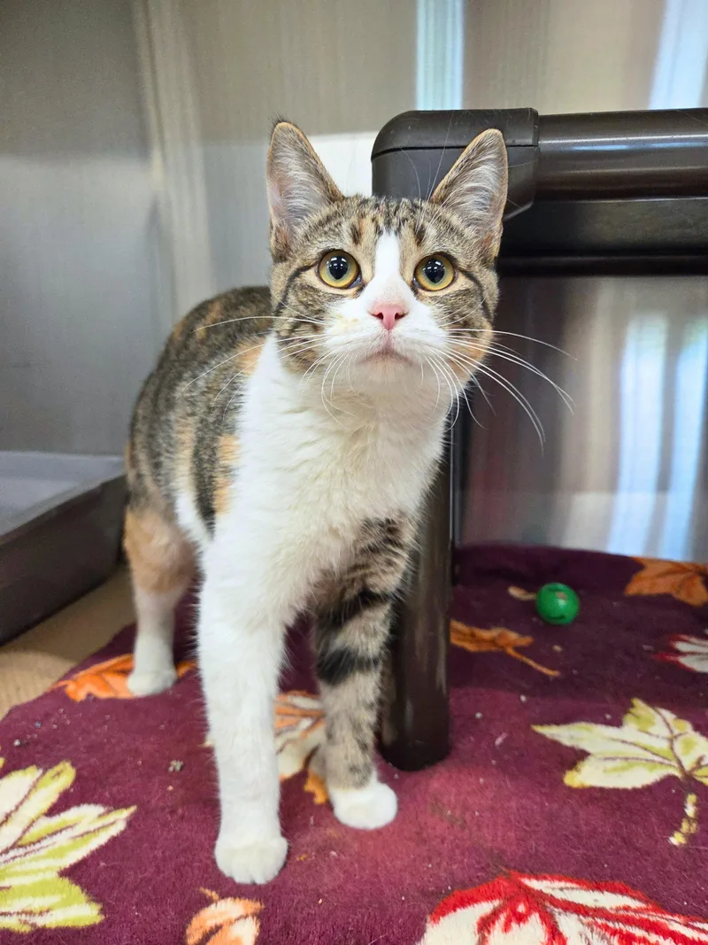 A baby medium-sized female Torbie Domestic Short Hair cat named Doodlebug for adoption in Nevada, IA