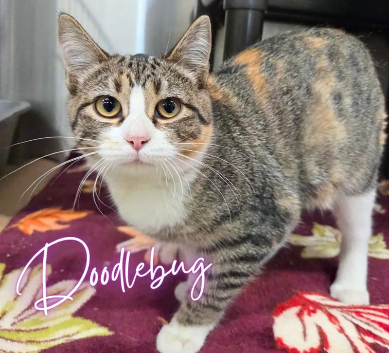 Doodlebug thumbnail 2