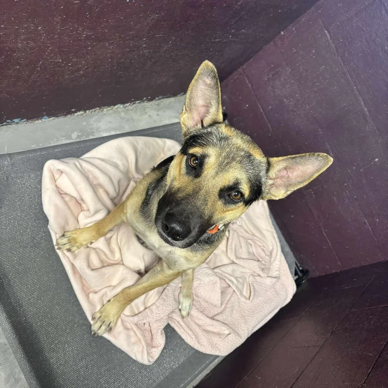 An adult large-sized male Black German Shepherd Dog dog named Atlas for adoption in Memphis, TN