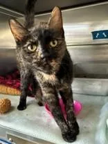 An adult medium-sized female Tortoiseshell Domestic Short Hair cat named Aurora for adoption in Manitowoc, WI