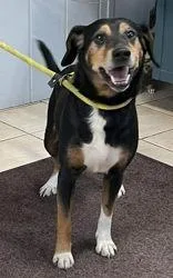 An adult medium-sized male Mountain Cur dog named Odysseus for adoption in Newport, KY