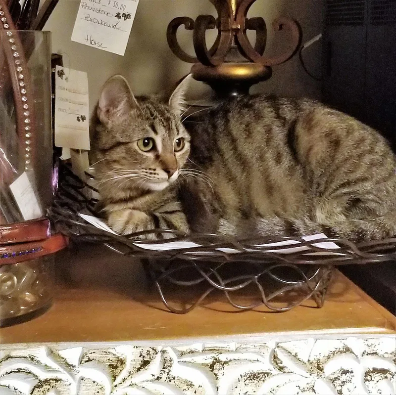 A senior medium-sized female Tabby cat named Rheya for adoption in Monrovia, CA