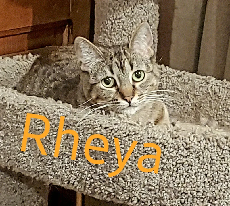 Rheya thumbnail 3