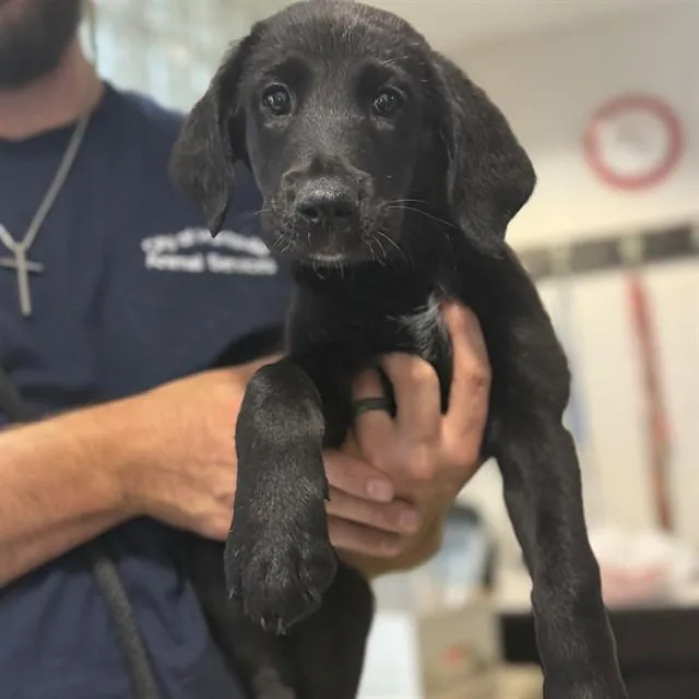 A baby medium-sized female Labrador Retriever dog named Serena for adoption in Huntsville, AL