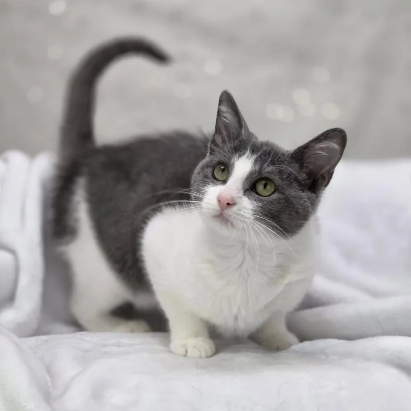 A baby small-sized female Gray / Blue / Silver Domestic Short Hair cat named Blue EyesC for adoption in East Saint Louis, IL