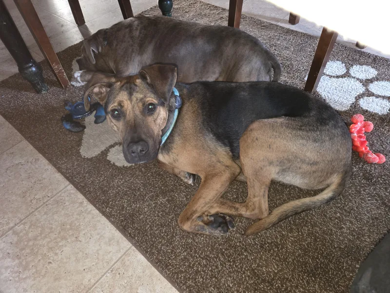 Cocomellon thumbnail 2