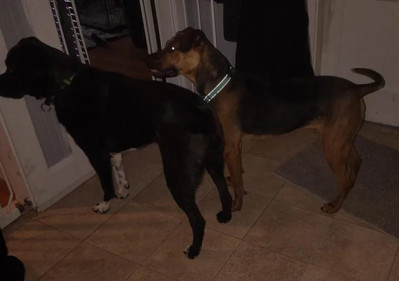 Cocomellon thumbnail 3