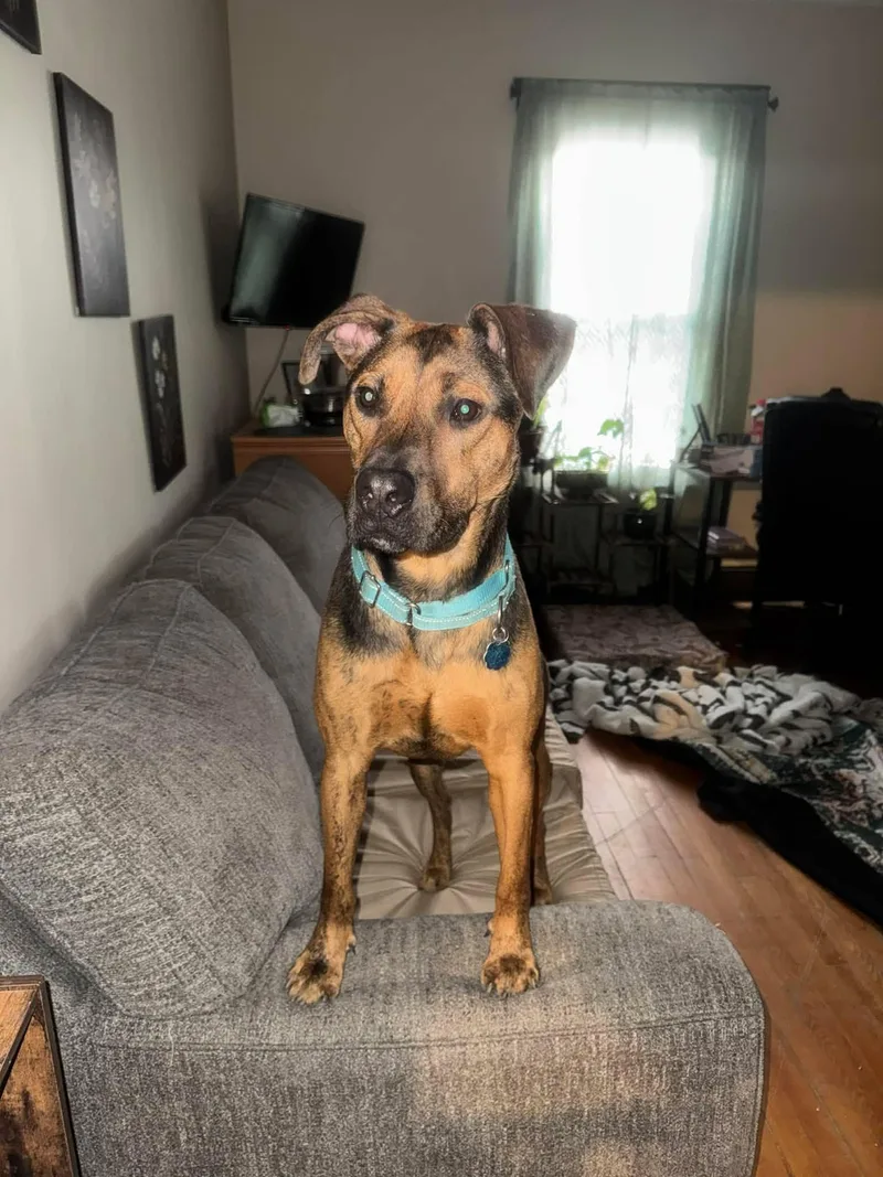 Cocomellon thumbnail 4