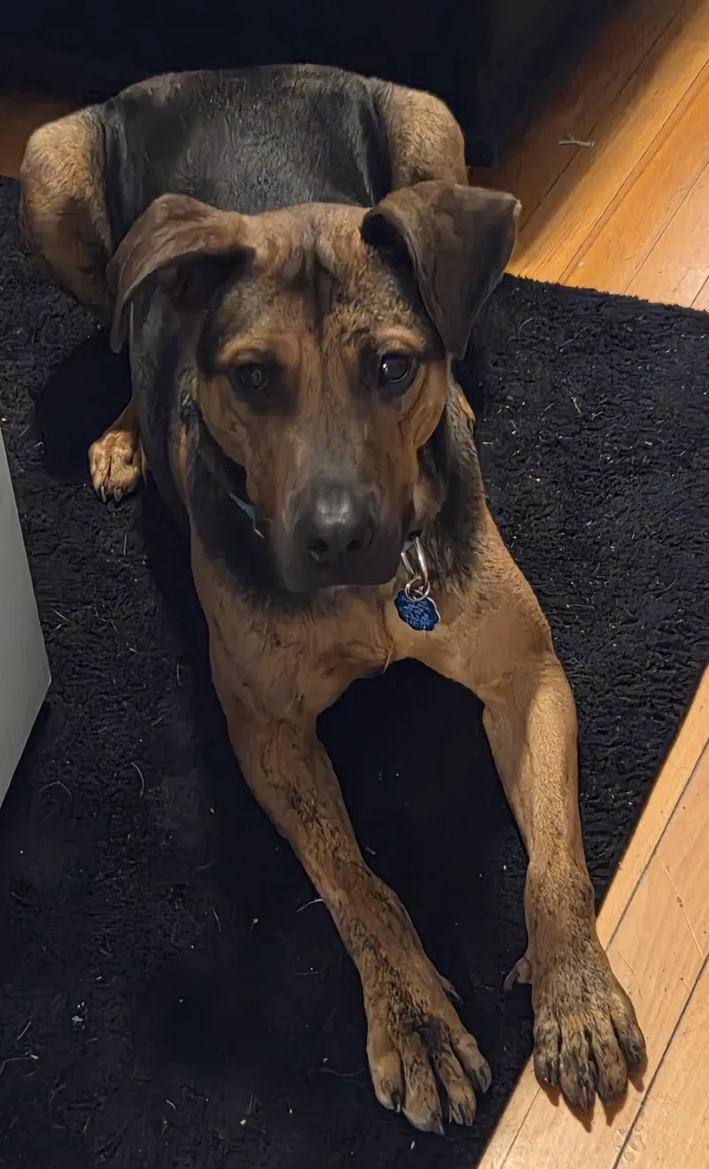 Cocomellon thumbnail 5