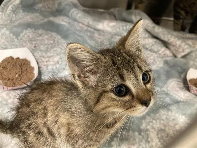 A baby small-sized male Domestic Short Hair cat named Doodle for adoption in Tustin, CA