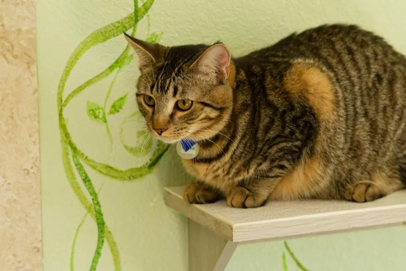 A baby medium-sized male Domestic Short Hair cat named Pong for adoption in Hot Springs, AR