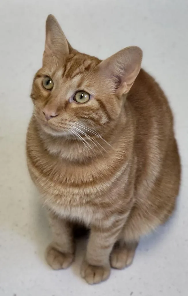 A young medium-sized male Domestic Short Hair cat named Atlas for adoption in Bloomington, IN