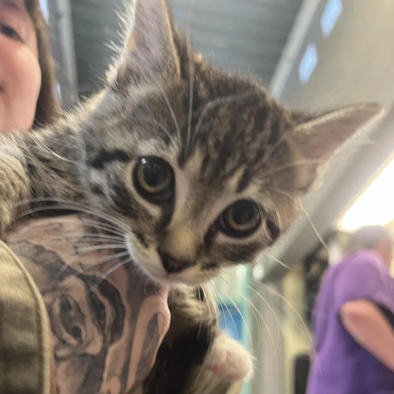 A baby small-sized female Brown / Chocolate Domestic Short Hair cat named Piper for adoption in Port Townsend, WA