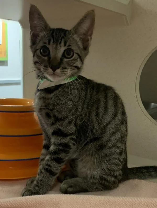 A baby small-sized male Domestic Short Hair cat named Clive for adoption in Oakland, CA