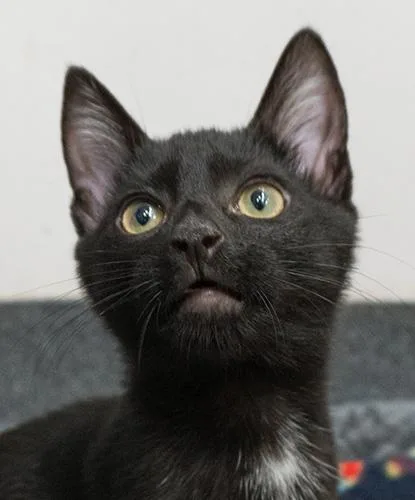 A baby small-sized male Black Domestic Short Hair cat named Jaspurr for adoption in Encinitas, CA