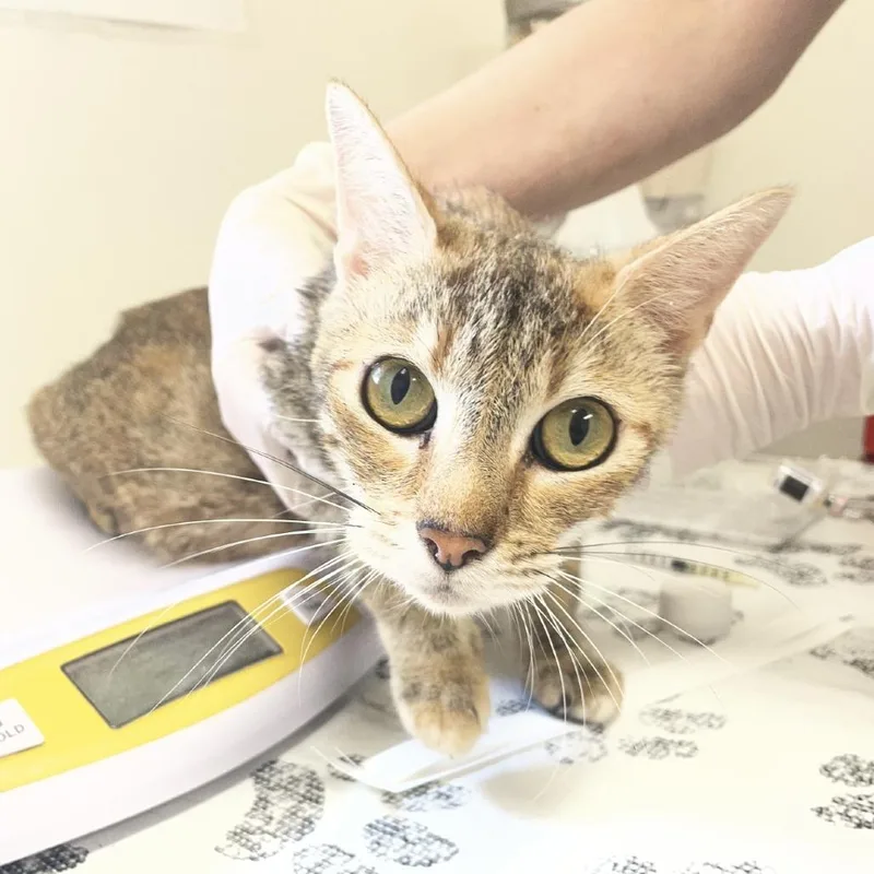 An adult medium-sized female Brown / Chocolate Domestic Short Hair cat named Octavia B. for adoption in Birmingham, AL