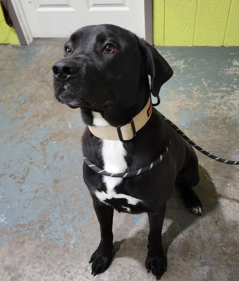 A young large-sized male Mixed Breed dog named Brix for adoption in Point Pleasant, WV