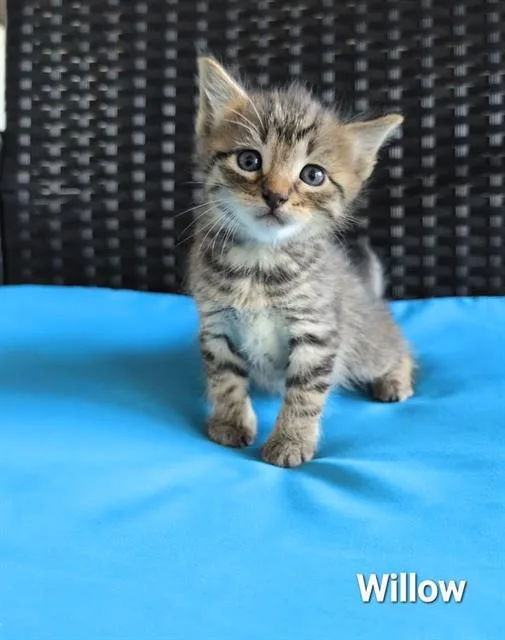 Willow
