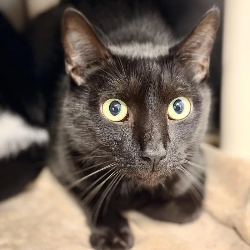 An adult medium-sized male Domestic Short Hair cat named Finn for adoption in Manahawkin, NJ