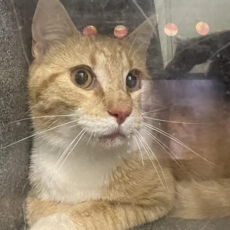 An adult medium-sized male Orange / Red Domestic Short Hair cat named 71238 for adoption in Harrisonburg, VA