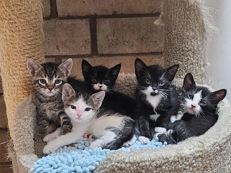 A baby medium-sized male Black & White / Tuxedo Domestic Short Hair cat named Avery for adoption in Phoenix, AZ