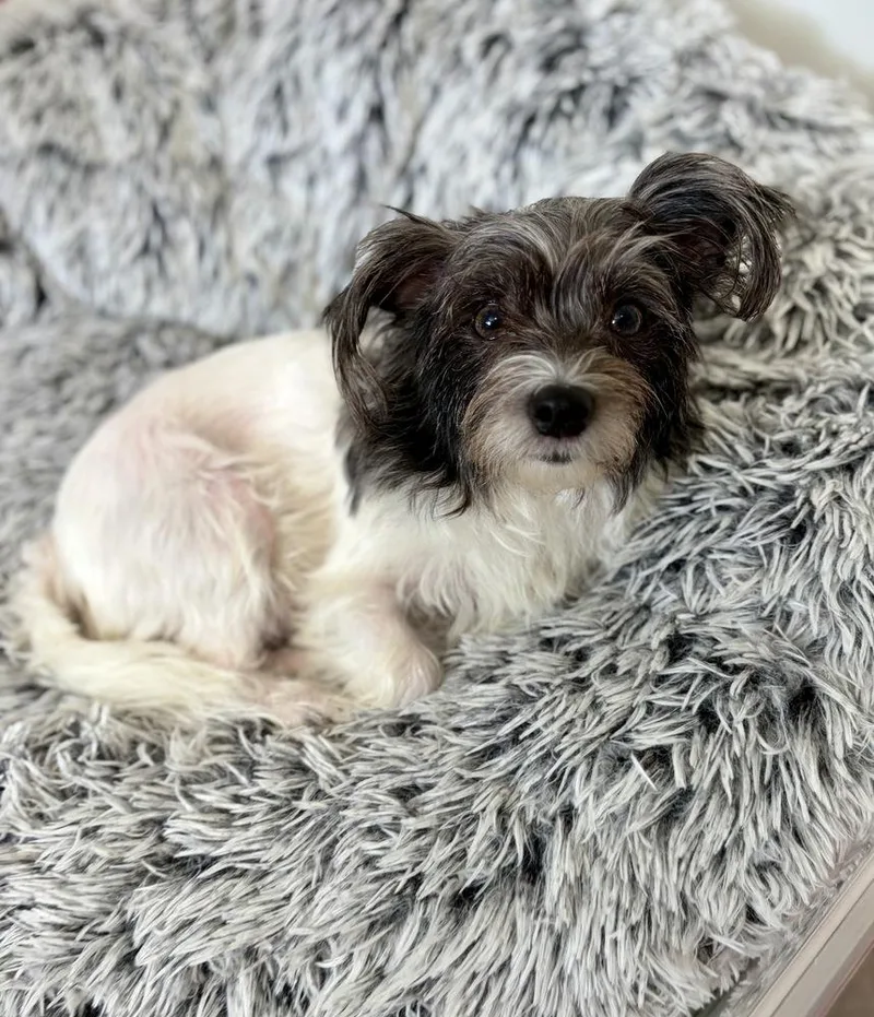 A young small-sized female Yorkshire Terrier dog named Bella for adoption in Greenlawn, NY