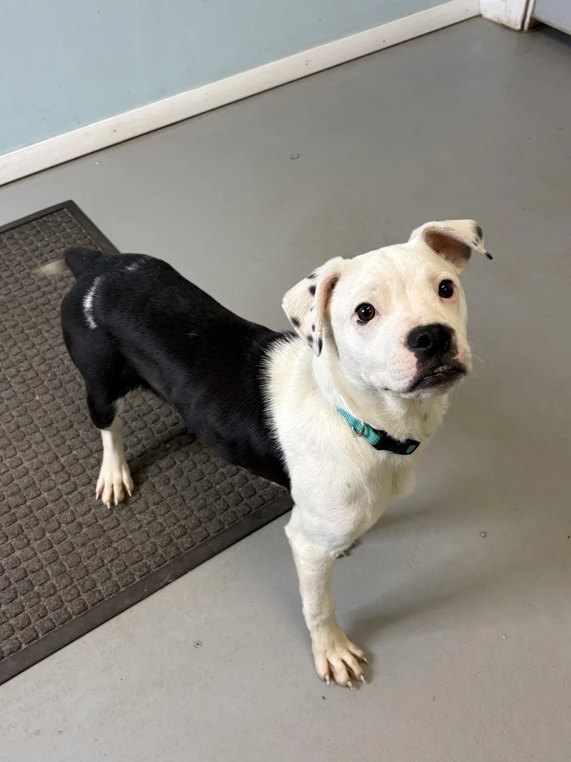 Sparrow And Rainbow Sparkle thumbnail 2