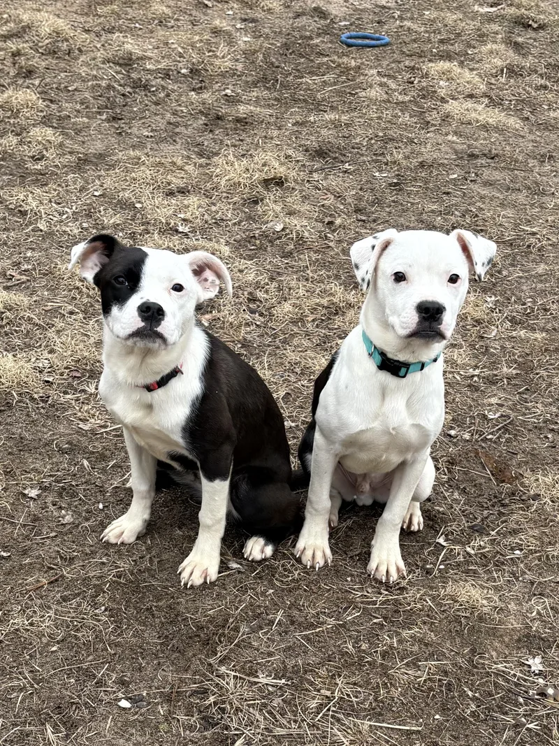 Sparrow And Rainbow Sparkle thumbnail 3