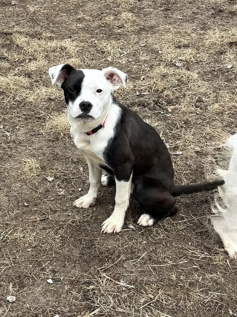 Sparrow And Rainbow Sparkle thumbnail 5