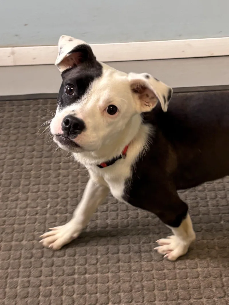 A baby medium-sized female Pit Bull Terrier dog named Sparrow And Rainbow Sparkle for adoption in Big Rapids, MI