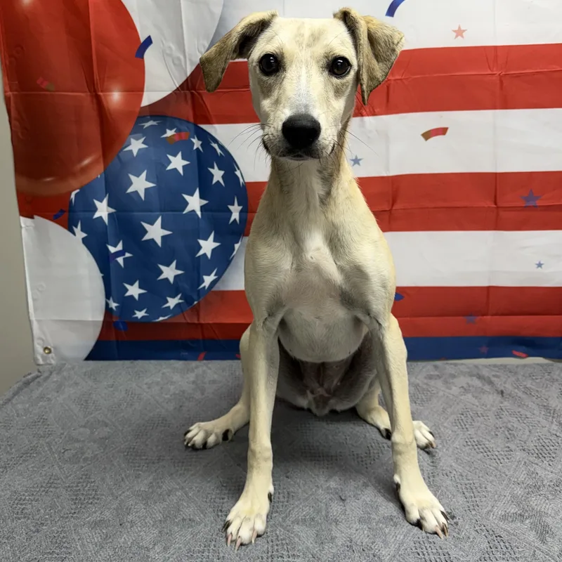 An adult medium-sized female Yellow / Tan / Blond / Fawn Mixed Breed dog named Loofey for adoption in Urbana, OH