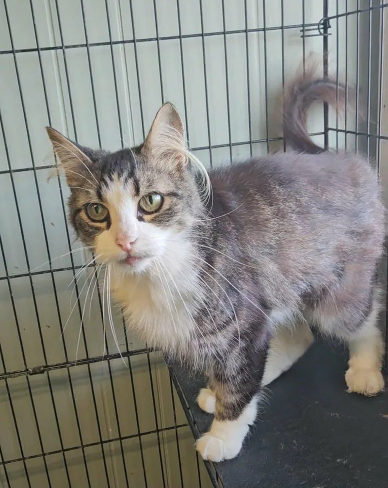 An adult large-sized male Domestic Short Hair cat named Tyler for adoption in Wapakoneta, OH