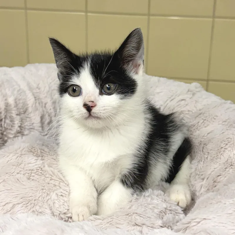 A baby small-sized male White Domestic Short Hair cat named Orca for adoption in East Hampton, NY